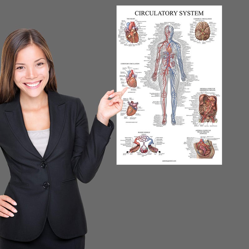 Palace Learning Circulatory System Anatomical Chart - Vascular Anatomy Poster - (18" x 24") - Image 3